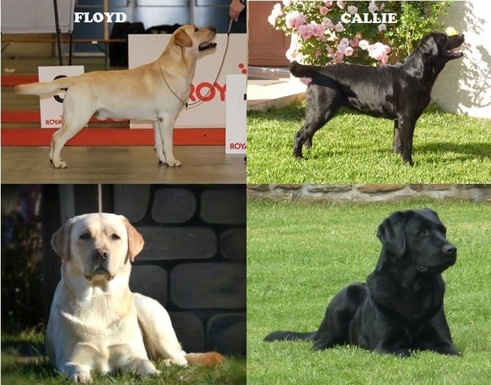 Chiot Labrador Retriever Des Héritiers De Pitch