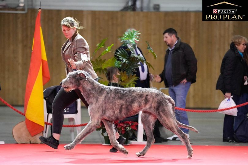 de la Mascotte Couronnée - Prochain Mariage prévu en Septembre 2024