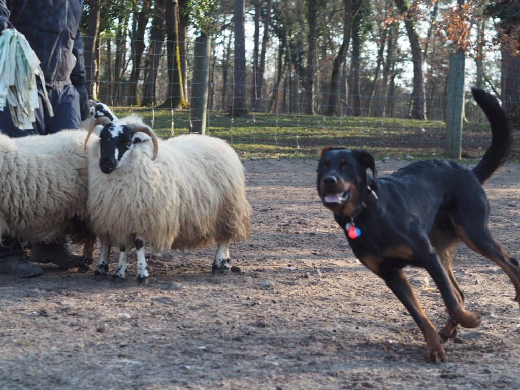 des Mille Pas de Loup - NOUN super boboss!