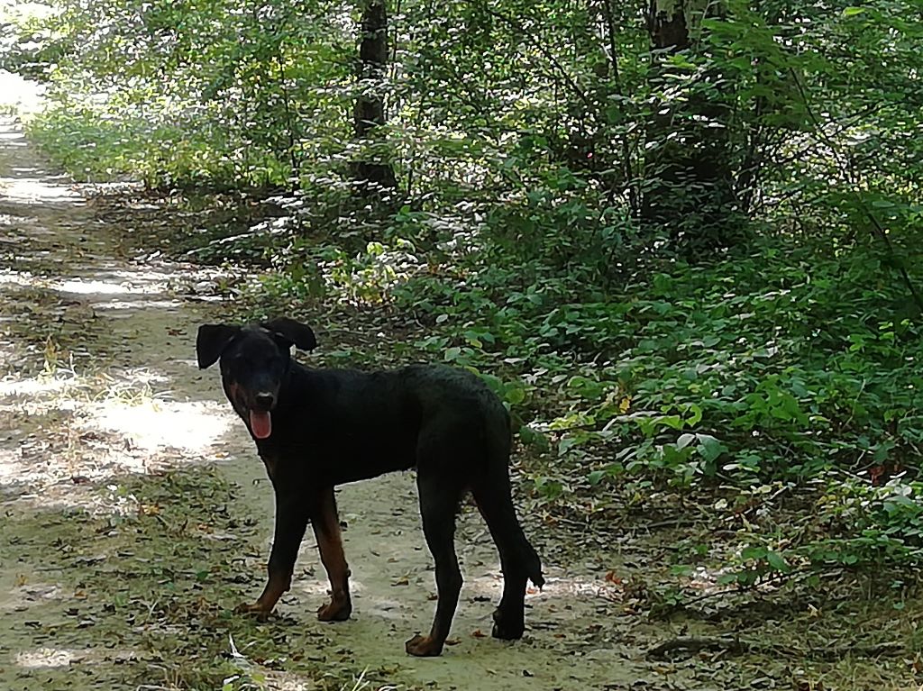 des Mille Pas de Loup - OSCAR 6 mois déjà!