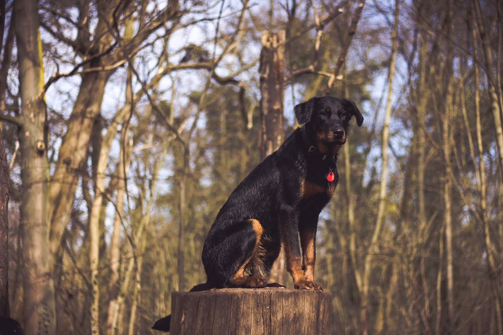 des Mille Pas de Loup - NOUN DES MILLE PAS DE LOUP..."à chien perché"!