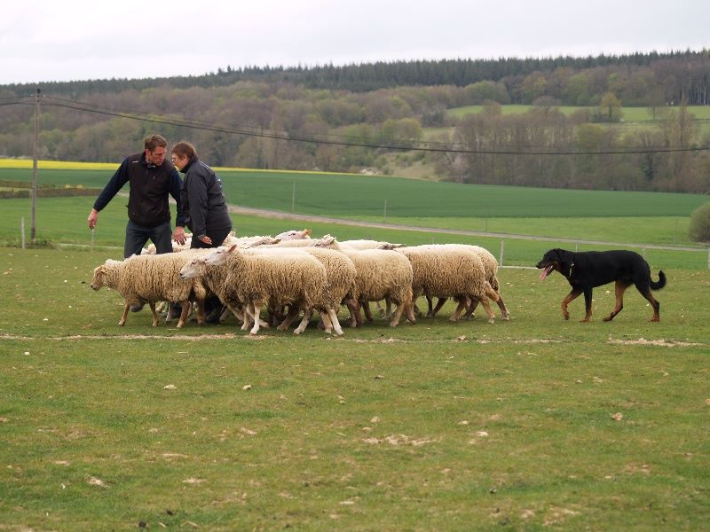 des Mille Pas de Loup - PROCHAINS PETITS MILLE PAS DE LOUP