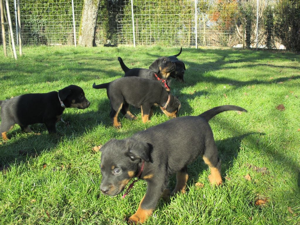 des Mille Pas de Loup - PROCHAINS CHIOTS DISPONIBLES