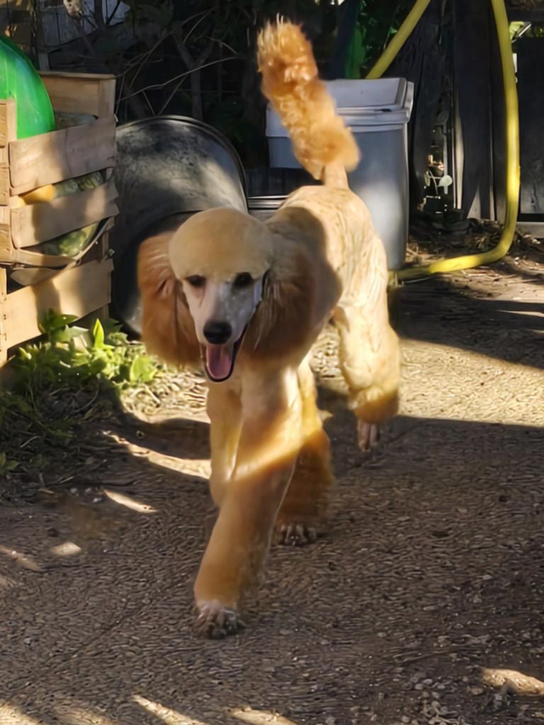 Chiots grands caniche 