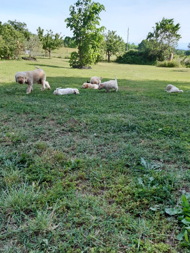 De La Luze De Coucou - Chiots disponibles - Lagotto Romagnolo