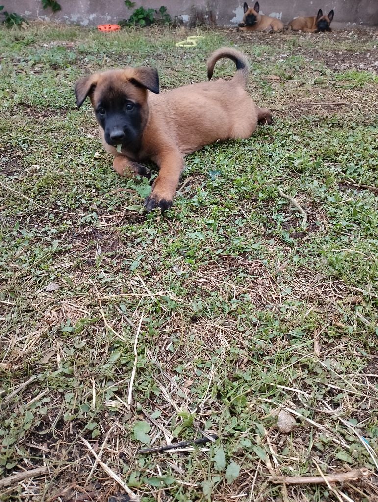 Du Marais Au Ptit Bonheur - Chiots disponibles - Berger Belge