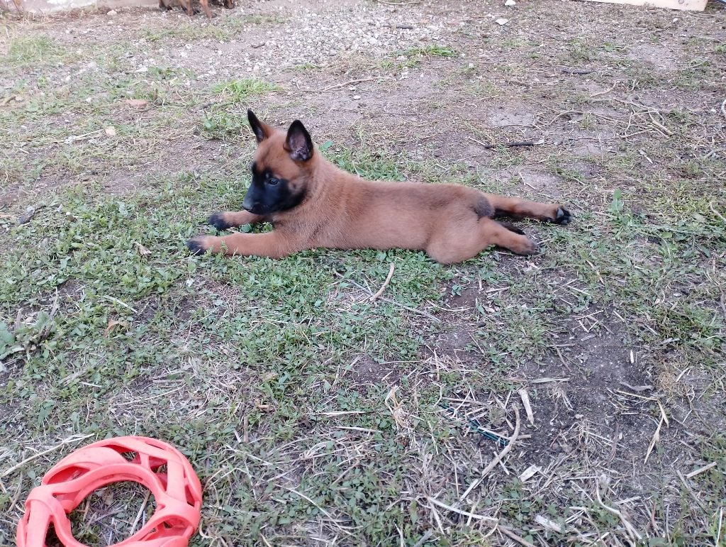 Du Marais Au Ptit Bonheur - Chiots disponibles - Berger Belge