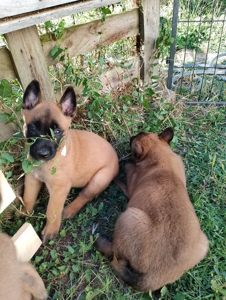 Chiot Berger Belge Du Marais Au Ptit Bonheur