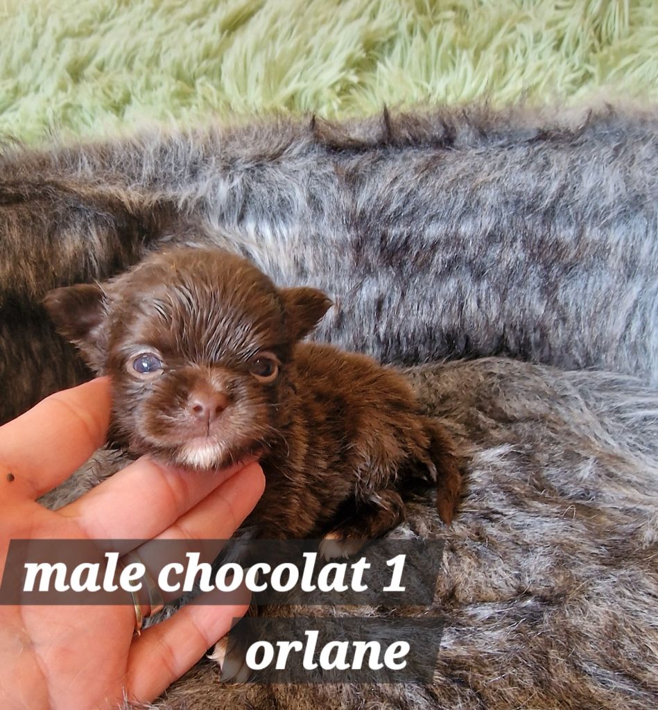 Des Chtichihuahuas - Chiots disponibles - Chihuahua