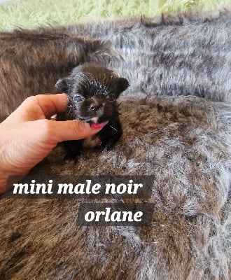 mini male noir