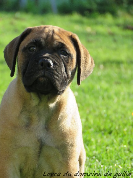 Du Domaine De Guilia - Bullmastiff - Portée née le 10/10/2015