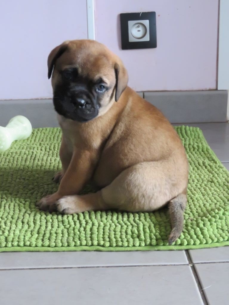 Du Domaine De Guilia - Chiots disponibles - Bullmastiff