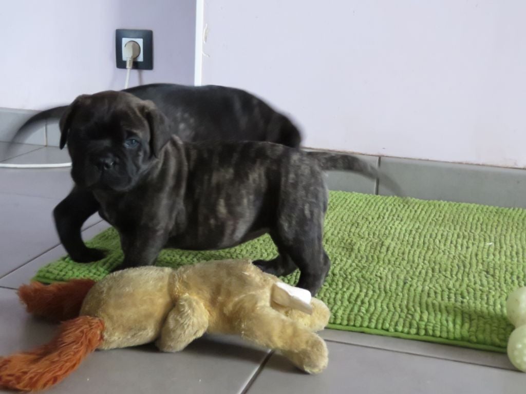 Du Domaine De Guilia - Chiots disponibles - Bullmastiff