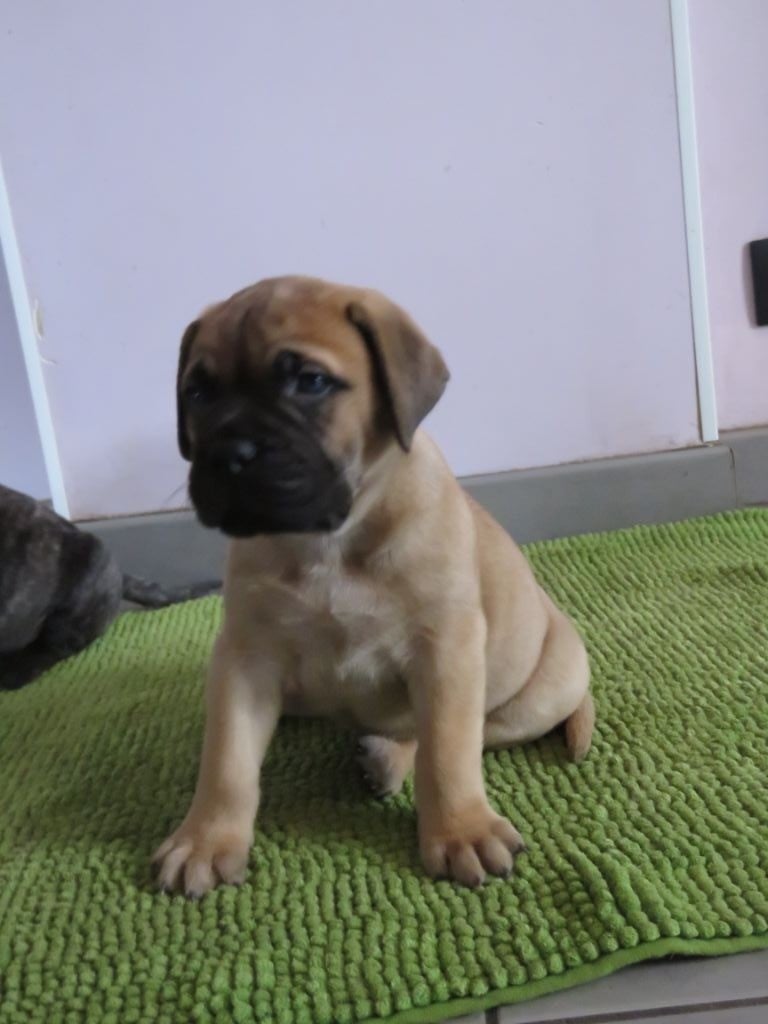 Du Domaine De Guilia - Chiots disponibles - Bullmastiff