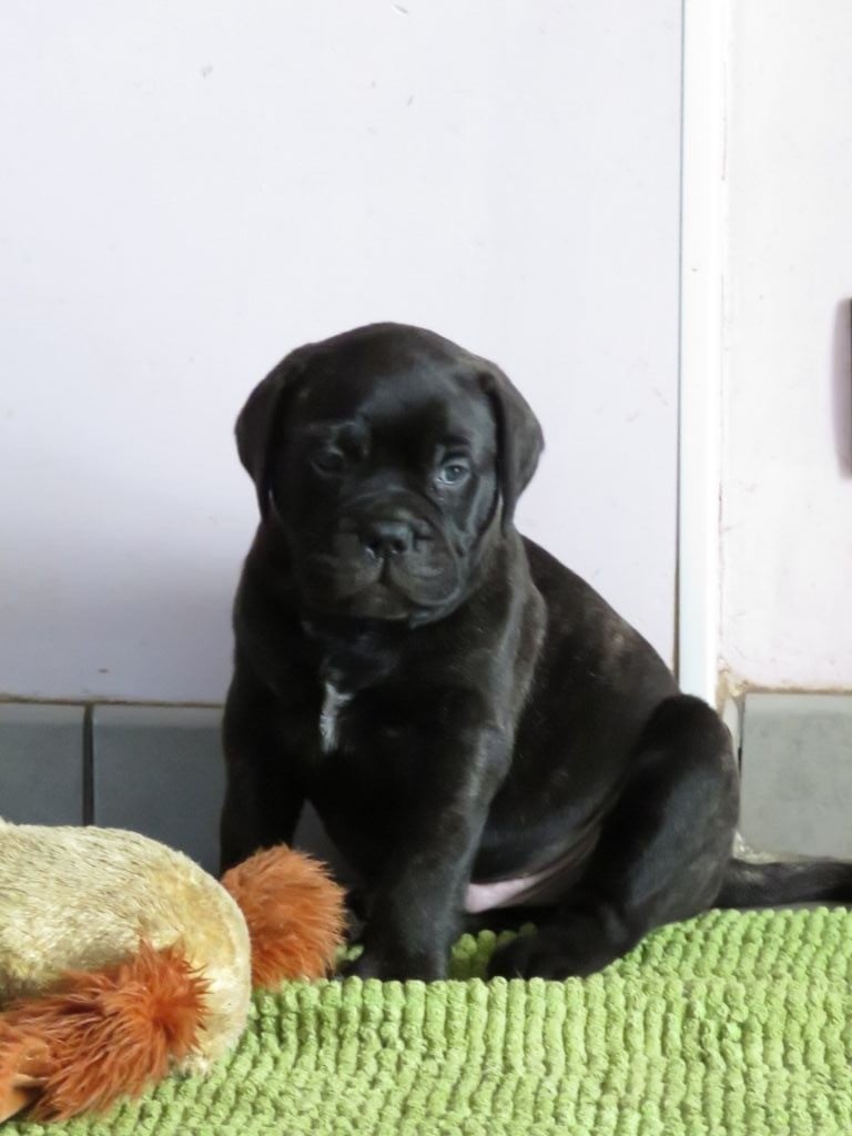 Du Domaine De Guilia - Chiots disponibles - Bullmastiff