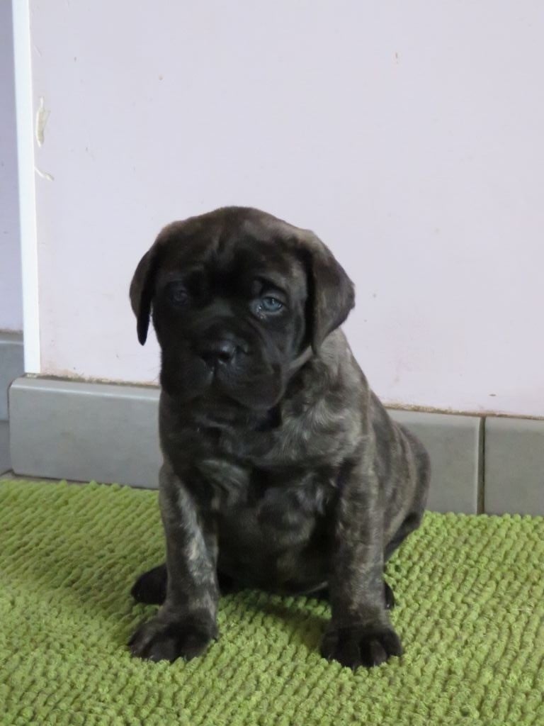 Du Domaine De Guilia - Chiots disponibles - Bullmastiff