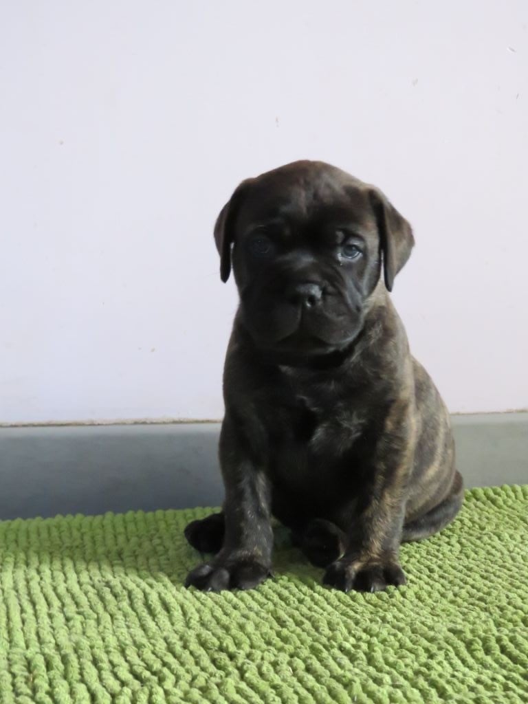 Du Domaine De Guilia - Chiots disponibles - Bullmastiff