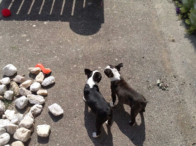 d'oclair des loups -    jOYCE EN COMPAGNIE DE SA COPINE  BOSTONETTE