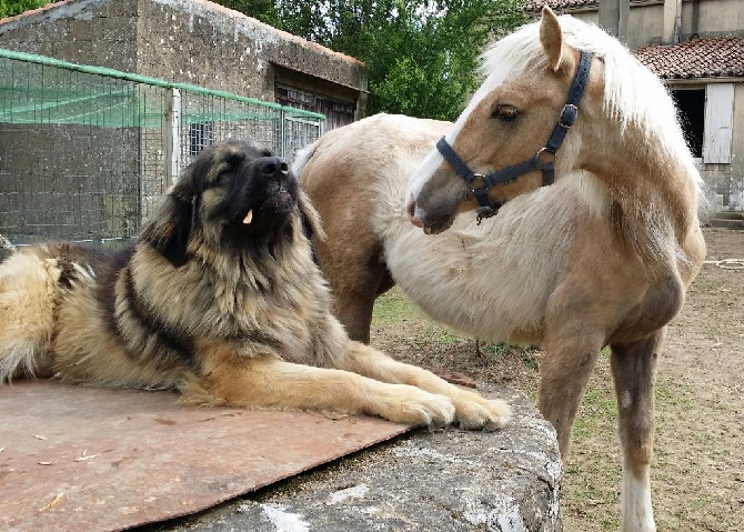 d'oclair des loups -  Jipango j Ozalé Des Terres De Natane et Esperanza l orpheline