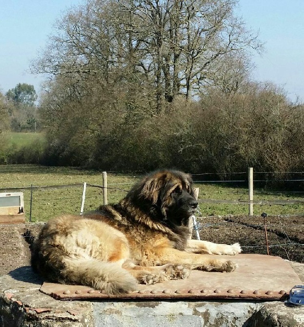 d'oclair des loups -   Jipango J Ozalé Des Terres De Natane