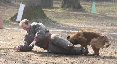 Des petits démons de jeaned - chien en concours de ring