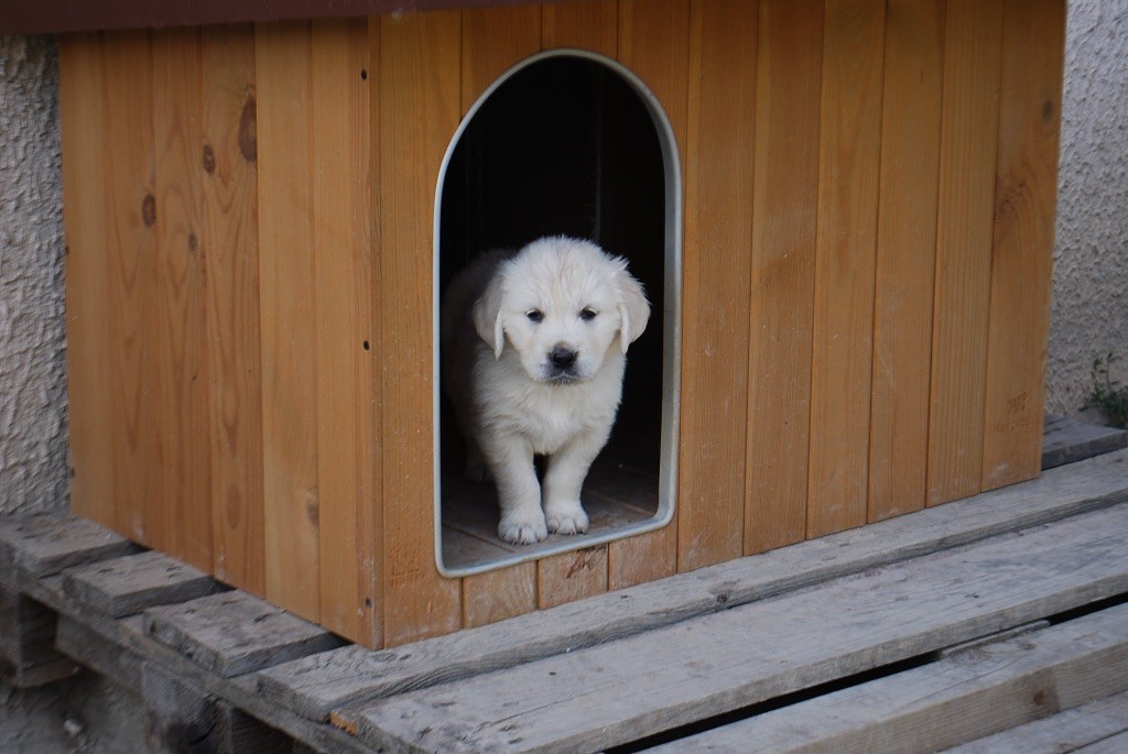 Des Fees Du Dolmen - Golden Retriever - Portée née le 29/06/2018