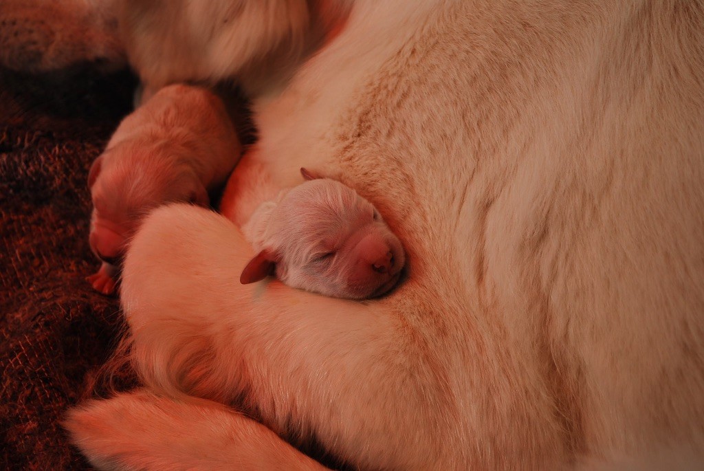 Des Fees Du Dolmen - Golden Retriever - Portée née le 03/03/2019