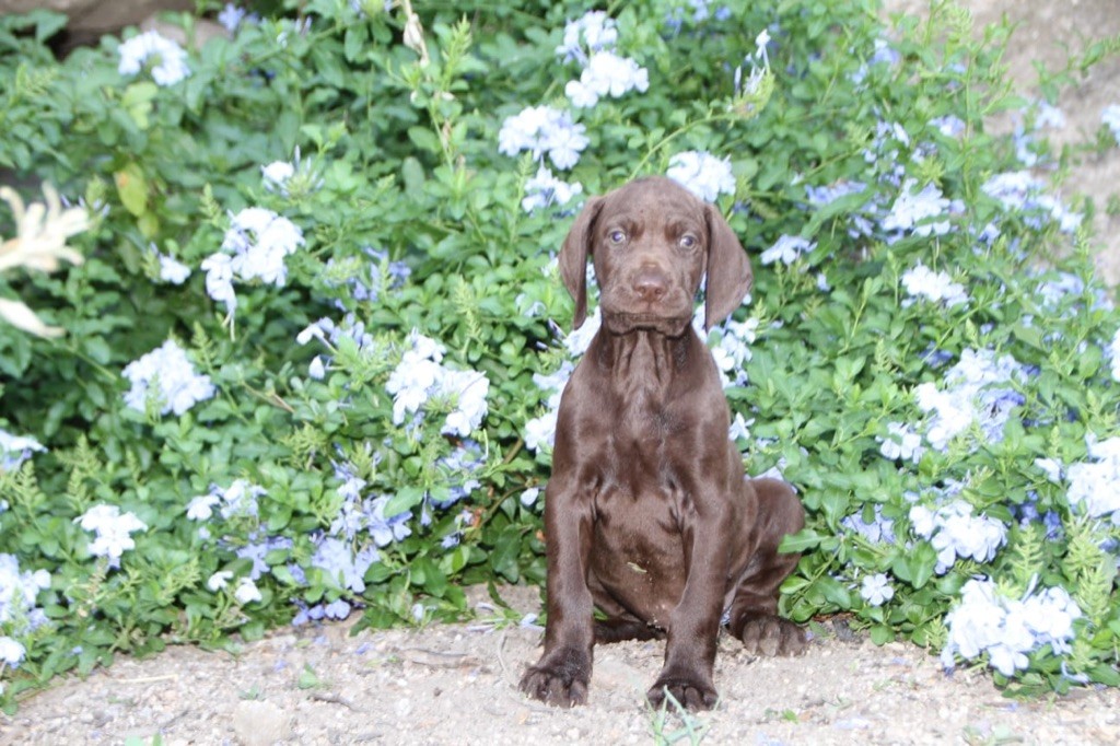 di l'alba di macchia - Chiots disponibles - Braque allemand à poil court