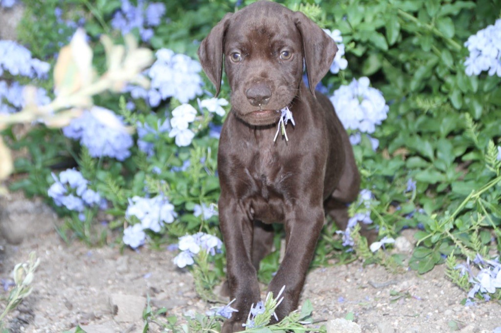 di l'alba di macchia - Chiots disponibles - Braque allemand à poil court