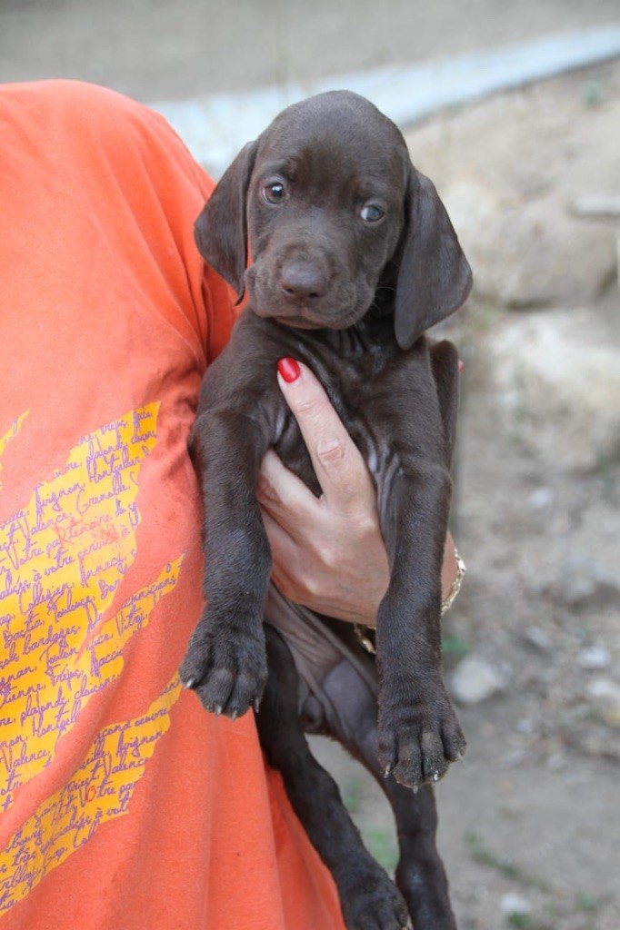 di l'alba di macchia - Chiots disponibles - Braque allemand à poil court