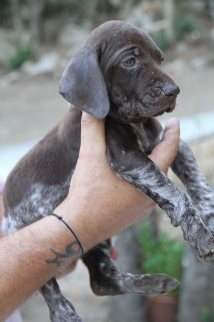 di l'alba di macchia - Chiots disponibles - Braque allemand à poil court