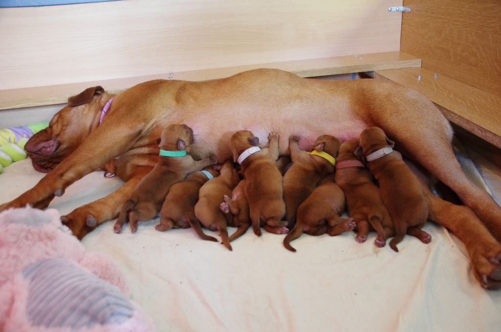 De L'ambre Sauvage - Dogue de Bordeaux - Portée née le 04/05/2019