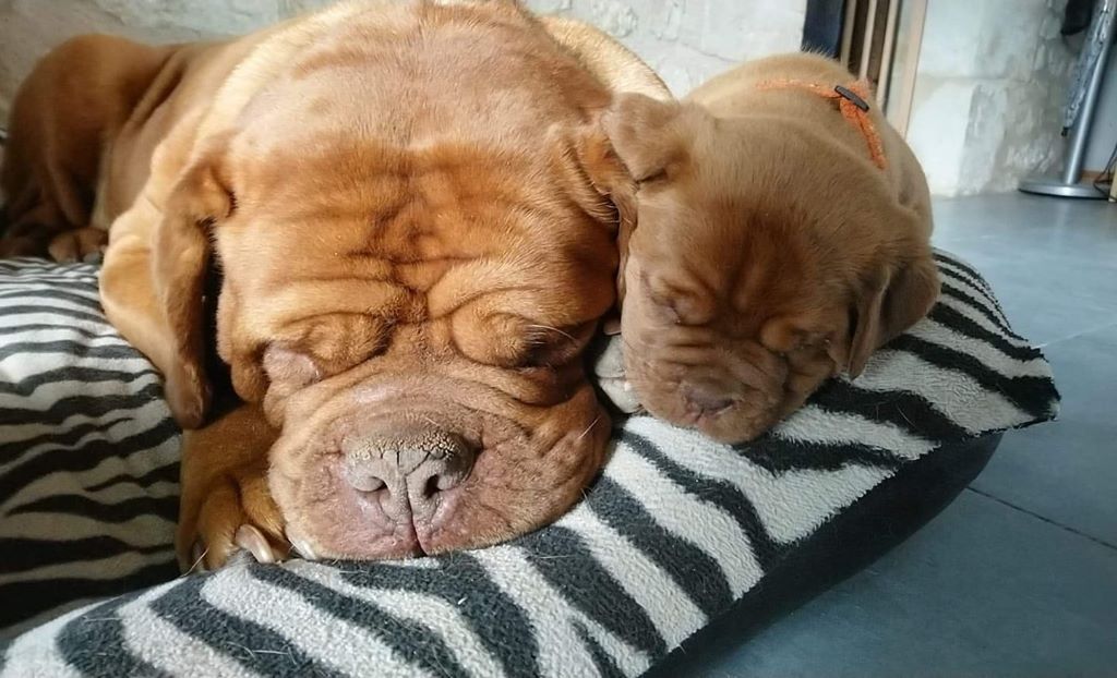 Chiot Dogue de Bordeaux De L'ambre Sauvage