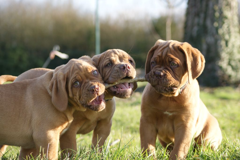 De L'ambre Sauvage - Dogue de Bordeaux - Portée née le 07/01/2018