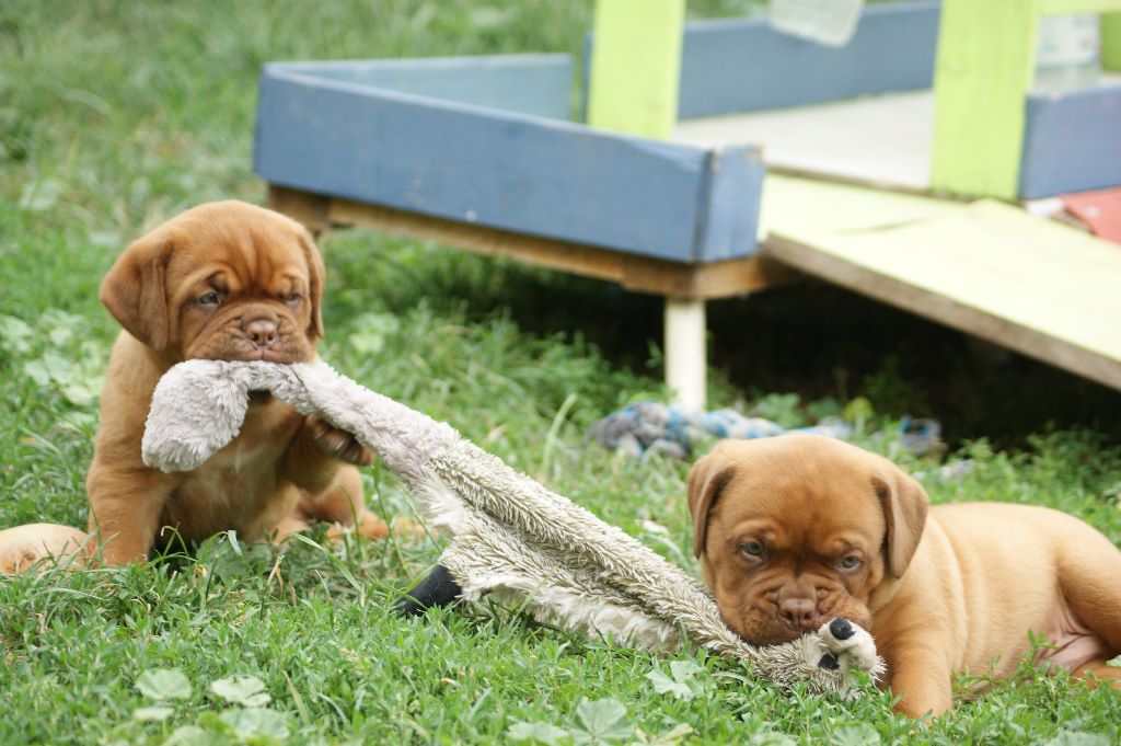 De L'ambre Sauvage - Dogue de Bordeaux - Portée née le 07/06/2018