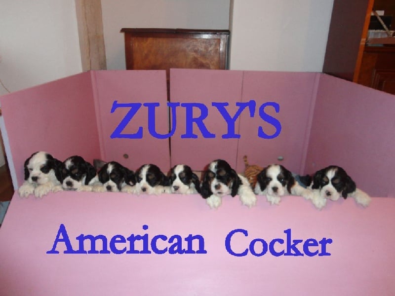 Zury's - American Cocker Spaniel - Portée née le 18/11/2013