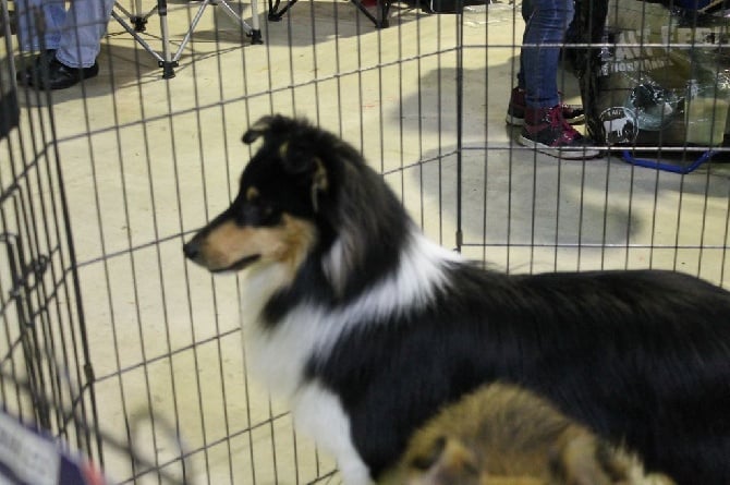 Internationnal Dog Show 30 Mars 2014 Luxemboug