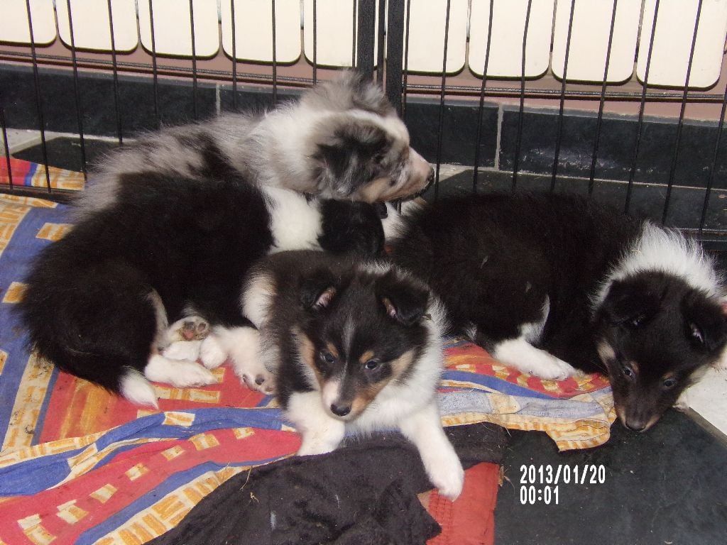 Chiot Shetland Sheepdog White And Black Blue