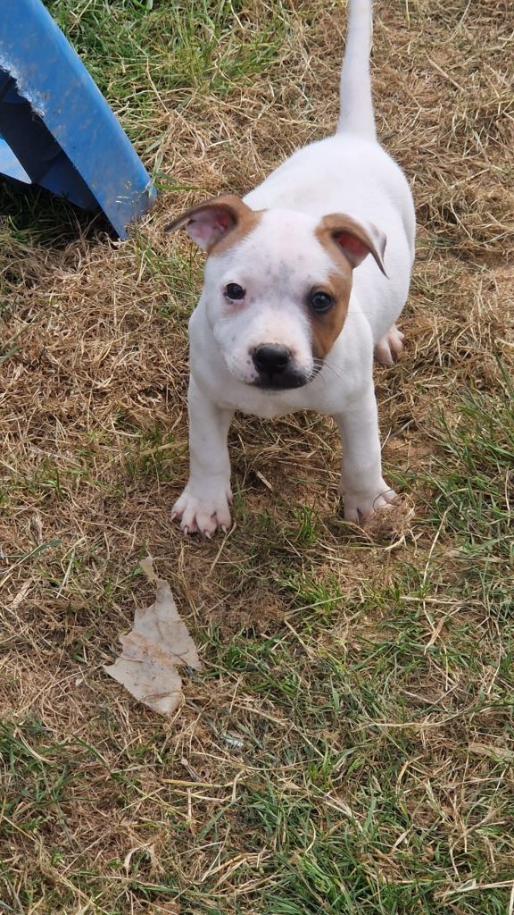 du temple des sources - Chiots disponibles - Staffordshire Bull Terrier