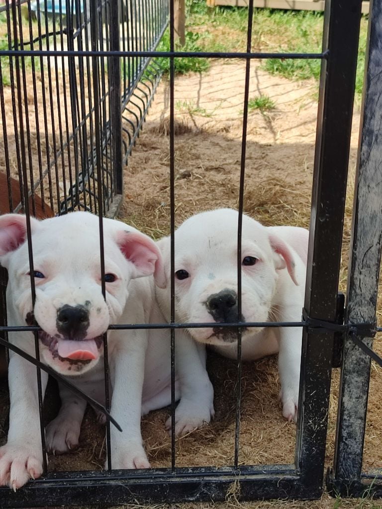 Chiot Staffordshire Bull Terrier du temple des sources