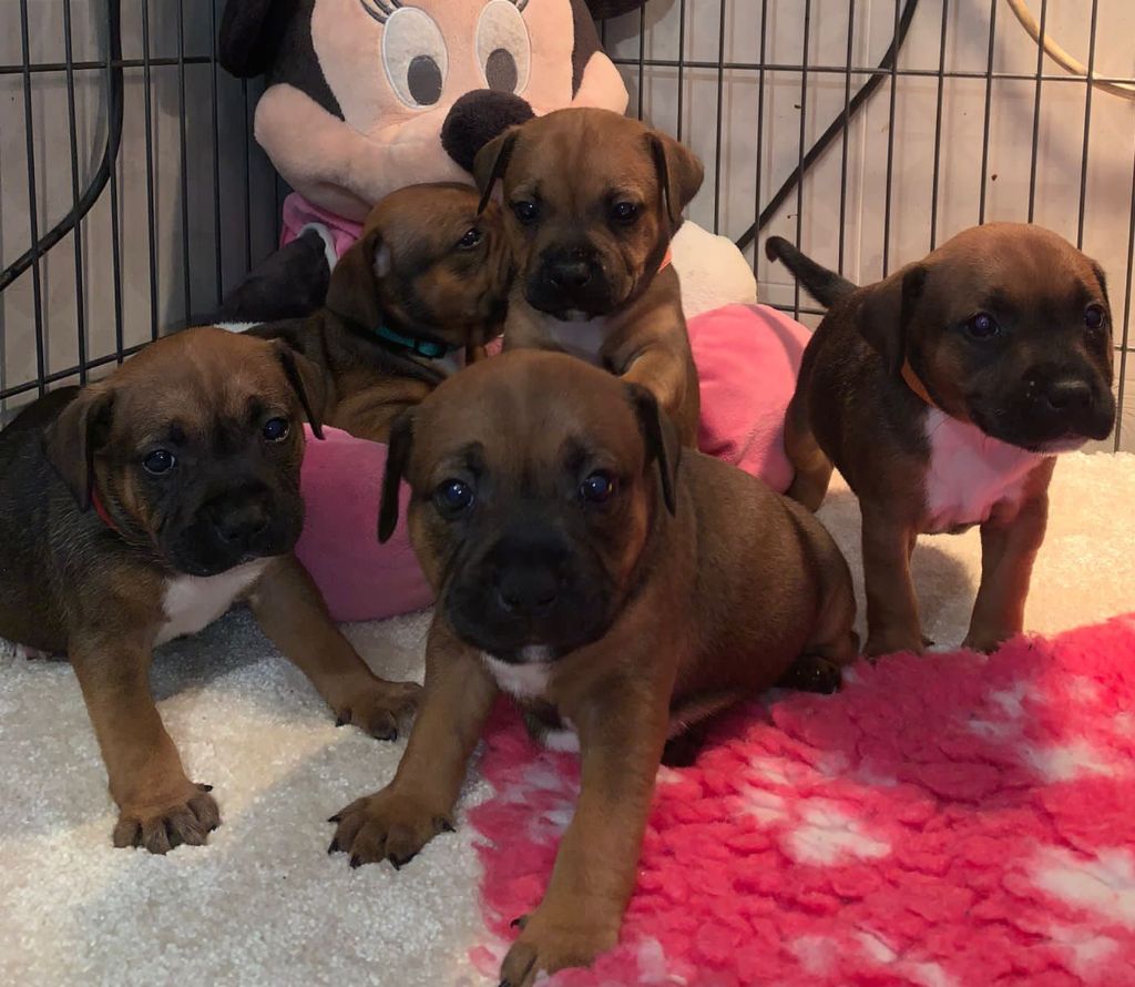 Chiot Staffordshire Bull Terrier du temple des sources