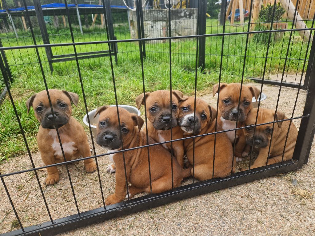 Chiot Staffordshire Bull Terrier du temple des sources