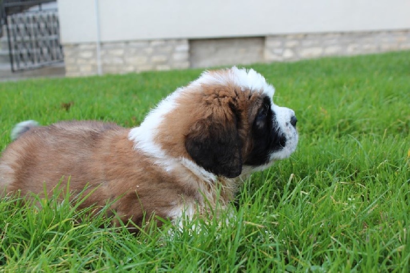 Des Murmures du Réveillon - Chien du Saint-Bernard - Portée née le 03/12/2014