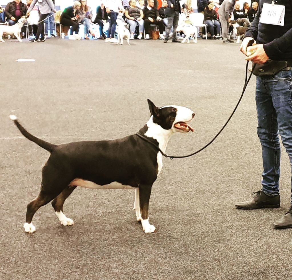 Country Compétition 2019 à Leiden