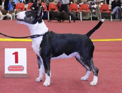 Black Domina - GENK Best Puppy 