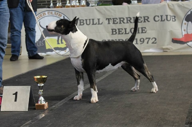 Black Domina - Deux jeunes Champions en plus chez les Black Domina