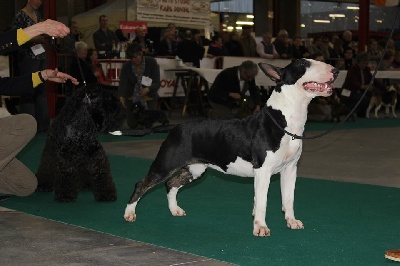 Black Domina - Mouscron 2014: Meilleur jeune et meilleur baby