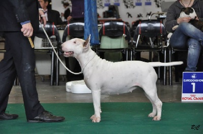 Black Domina - COURTRAI CACIB les 2 jours