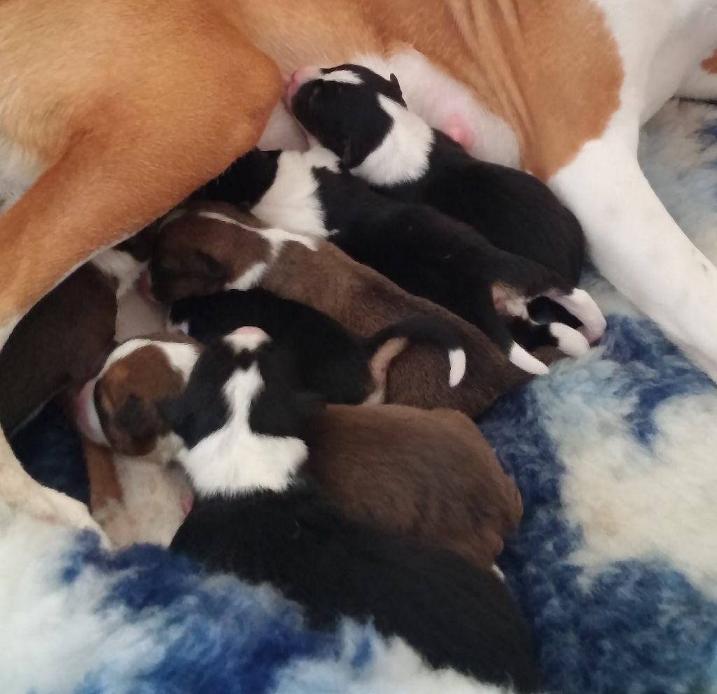 Chiot Basenji Du pré aux vanneaux