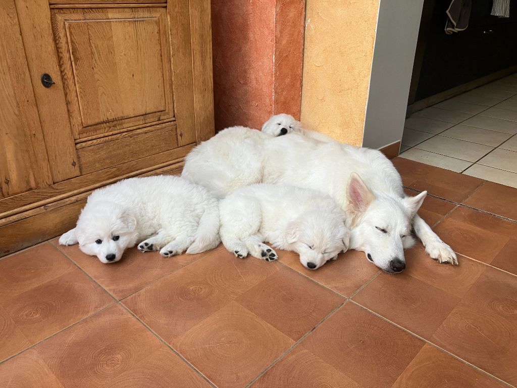 Chiot Berger Blanc Suisse Des Blancs De Souilly